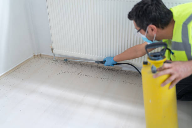 Best Termite Control Services  in Palisades Park, NJ