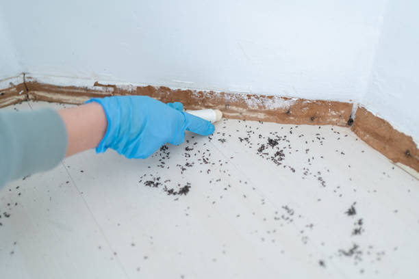 Best Flea Control Services  in Palisades Park, NJ